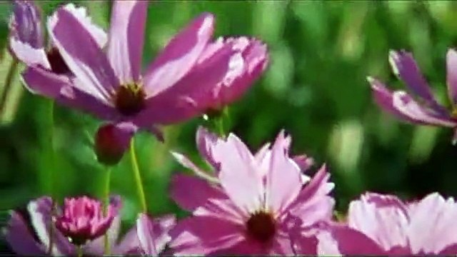 La Couleur pourpre Bande-annonce VO