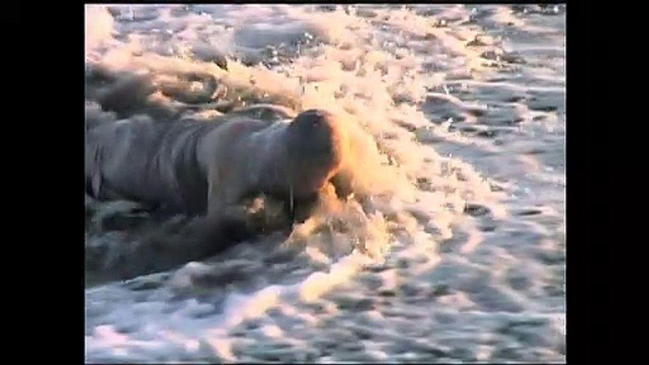 Anna Halprin : le souffle de la danse Bande-annonce VO