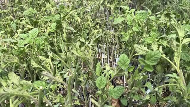 Deregümü köyünde yaklaşık 1 milyon domates fidesi toprakla buluşturuldu