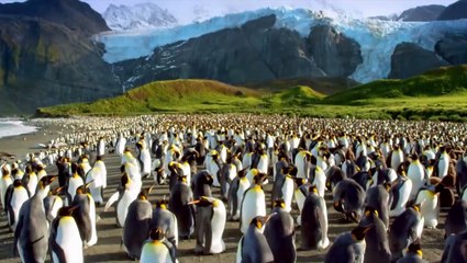 Adventures Of The Penguin King Bande-annonce VO