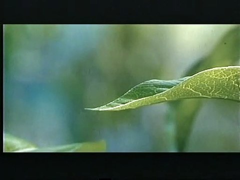 1001 Pattes Bande-annonce (2) VO