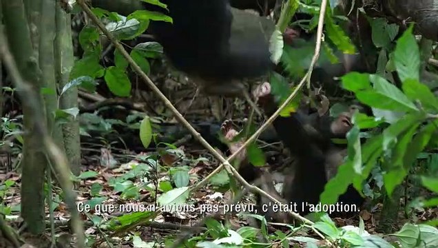 Christophe Boesch, Alastair Fothergill, Mark Linfield Interview : Chimpanzés