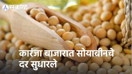 Soyabean Rate | कारंजा बाजारात सोयाबीनचे दर सुधारले  | Sakal |