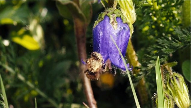 Des Abeilles et des Hommes Bande-annonce VF
