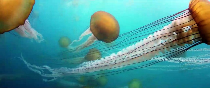 Lucy - La bande-annonce IMAX