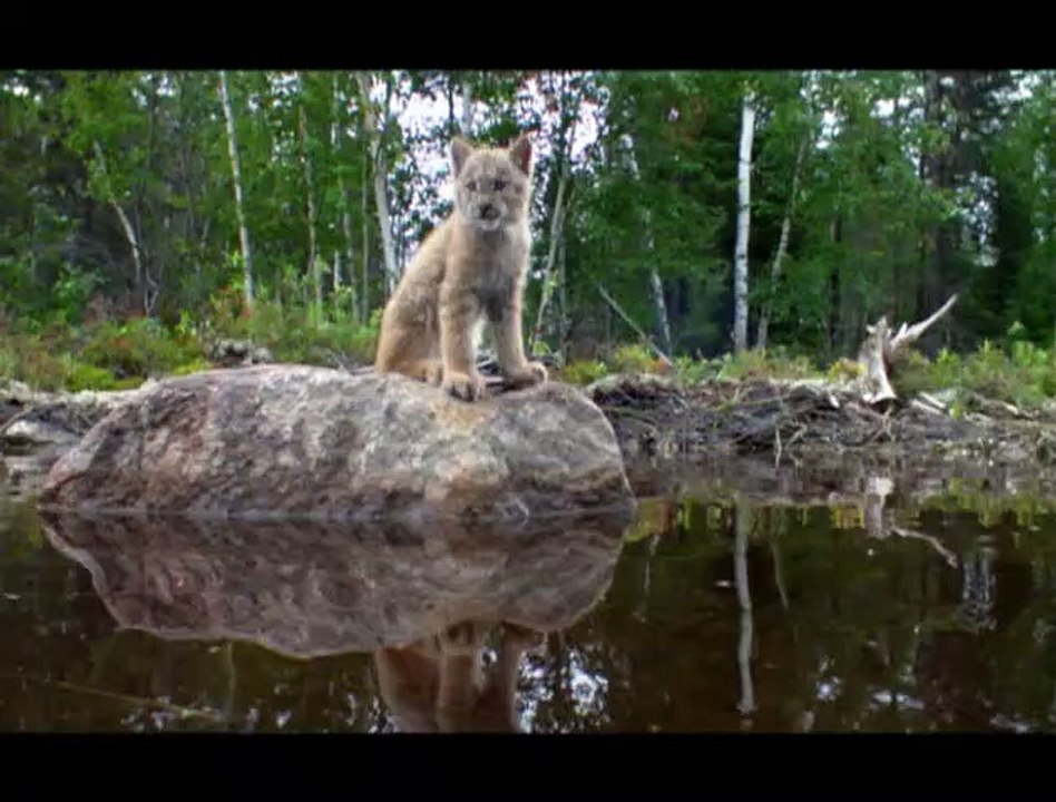 Mèche Blanche, les aventures du petit castor Extrait vidéo (2) VF
