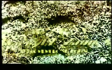 Les Racines du ciel Bande-annonce VO