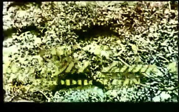 Les Racines du ciel Bande-annonce VO