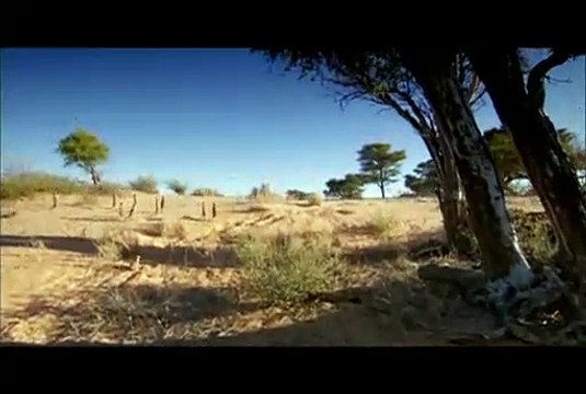 Le Clan des suricates, l'aventure commence Bande-annonce VO