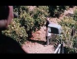 Les Citronniers Extrait vidéo (4) VO