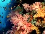 Récifs coralliens Bande-annonce VO