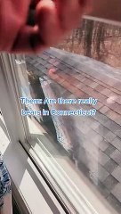 Young Bear Caught Climbing on Roof