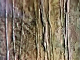 Edvard Munch, la danse de la vie Extrait vidéo VO