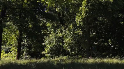 Le Bois dont les rêves sont faits - EXTRAIT VF "L&#039;arrivée de l&#039;été"