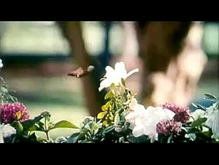 Ray Bande-annonce VF