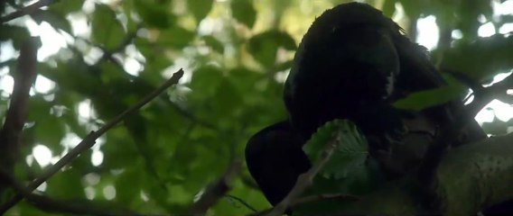 The Survivalist Bande-annonce VO