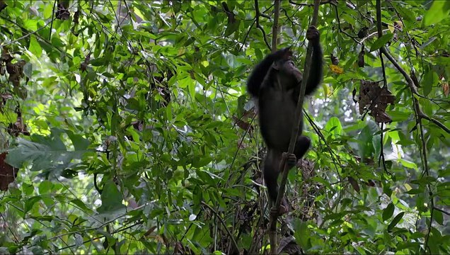 Chimpanzés Extrait vidéo (5) VF