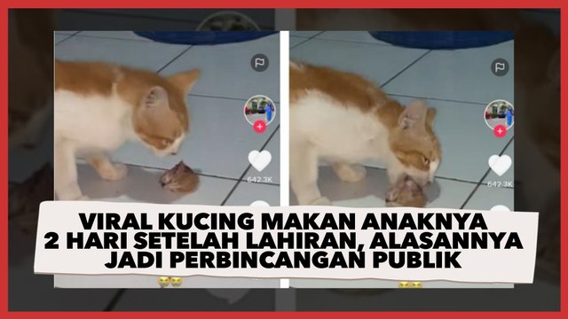 Viral Kucing Makan Anaknya 2 Hari Setelah Lahiran, Alasannya Jadi Perbincangan Publik
