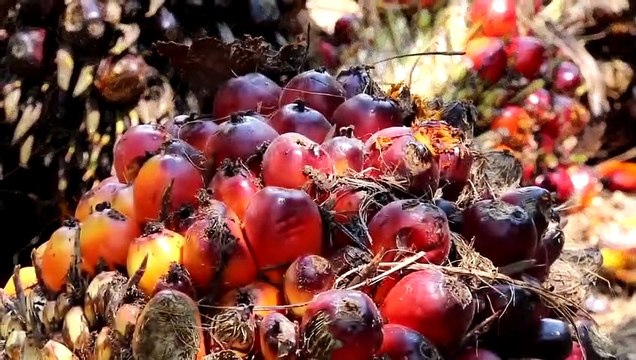 L'Age de l'anthropocène, des origines aux effondrements EXTRAIT VF Un changement complet