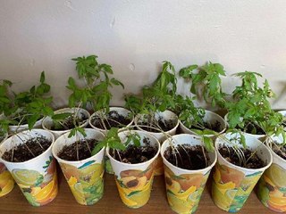 VAN'DA JANDARMANIN BASTIĞI EV UYUŞTURUCU İMALATHANESİ ÇIKTI