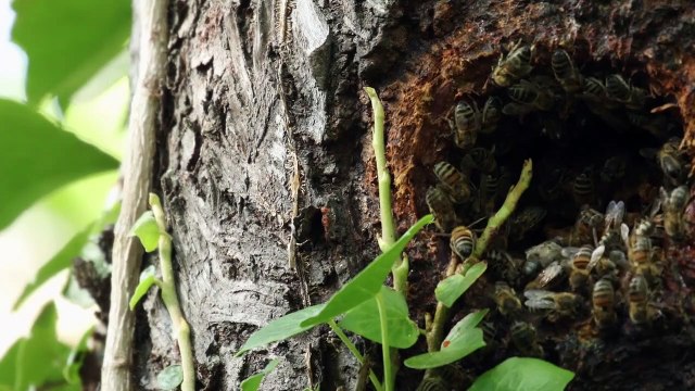 Être avec les Abeilles Bande-annonce VF