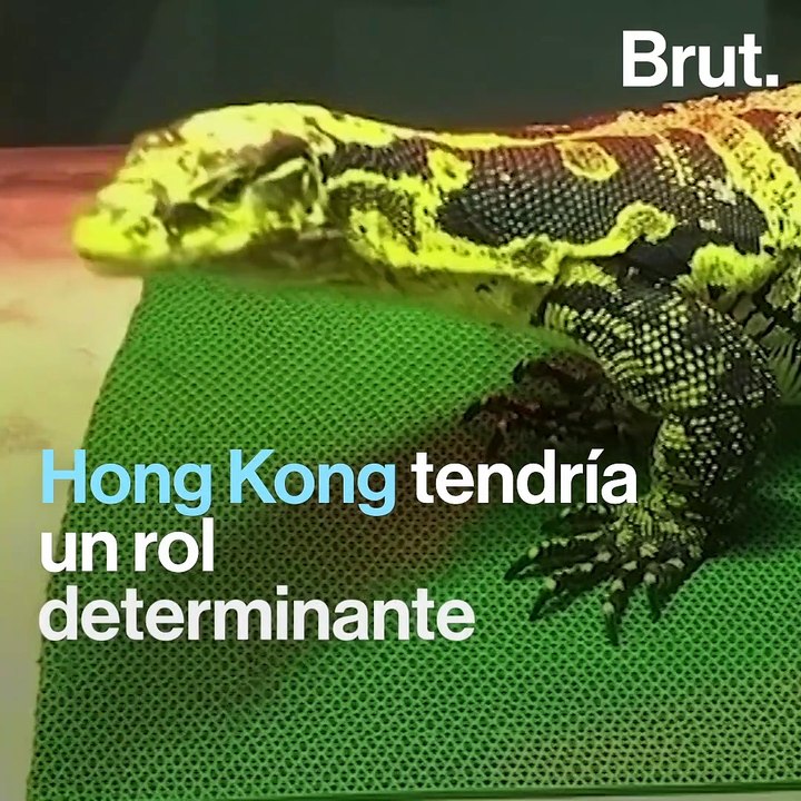 El horror del tráfico de animales en Hong Kong