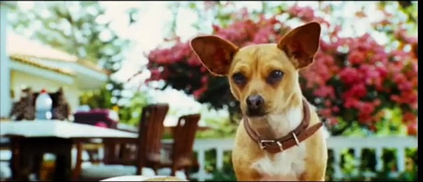 Le Chihuahua de Beverly Hills Bande-annonce VF