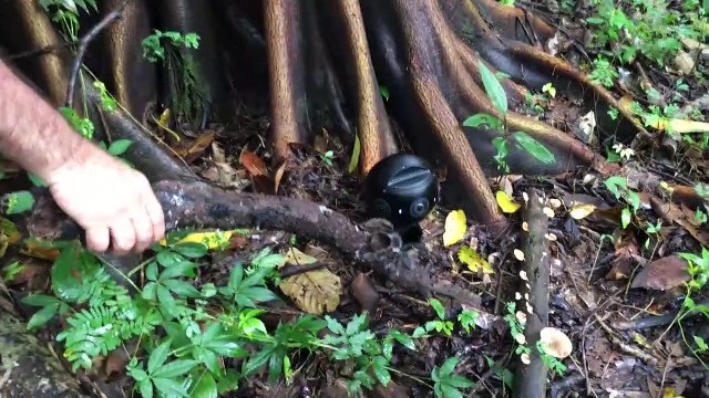 The Wild Immersion BONUS Faire bouger l'araignée