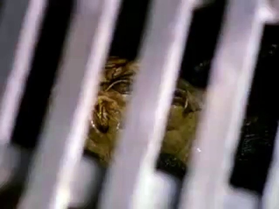 Mimic 3: Sentinel Bande-annonce VO