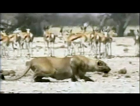 Lions, combat de rois au Kalahari Extrait vidéo (2) VO