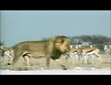 Lions, combat de rois au Kalahari Extrait vidéo VO