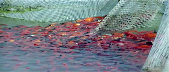 Un homme intègre EXTRAIT "Le barrage"