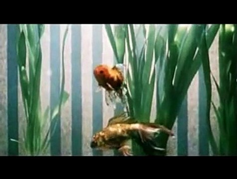 Orlando Vargas Bande-annonce VO