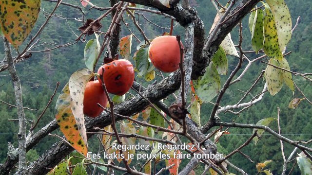 Slow Life Bande-annonce VO