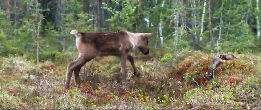 Aïlo : une odyssée en Laponie Bande-annonce VF