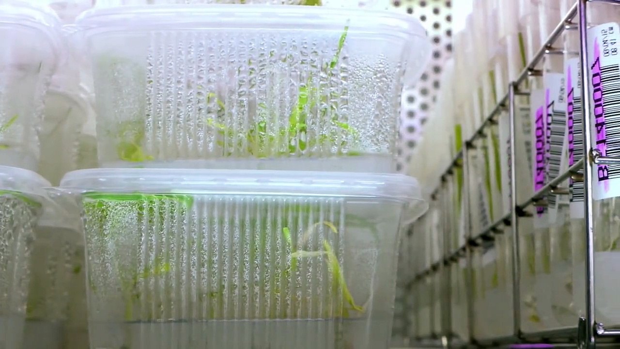 Gens des blés Bande-annonce VF