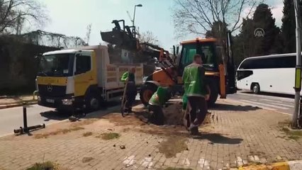 Beyoğlu Belediyesi, çoğunluğu çınar 112 ağaç dikti