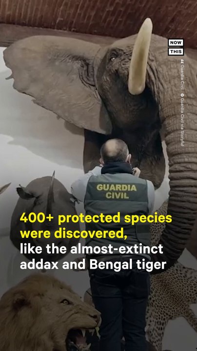 1K+ Taxidermy Animals Seized by Spanish Police
