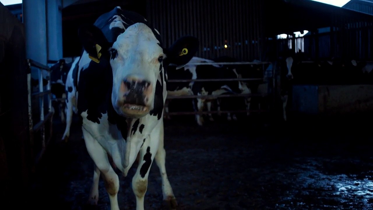 Cow EXTRAIT VO "Regard-caméra"