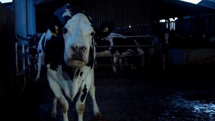 Cow EXTRAIT VO "Regard-caméra"