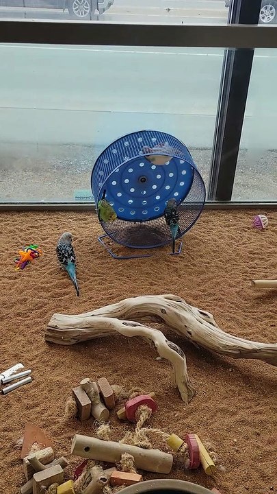 Parakeets Spin on Wheel at Pet Store
