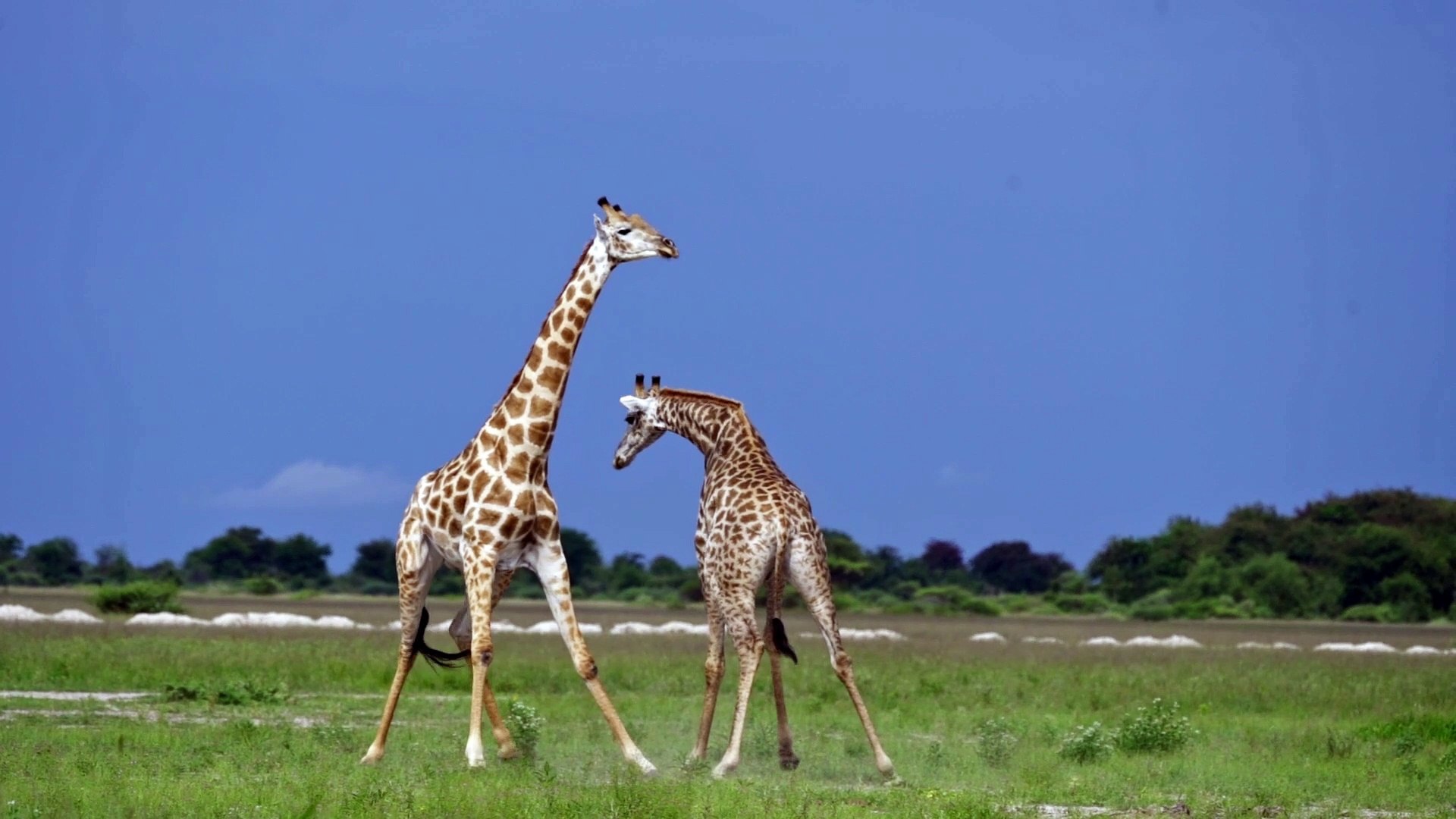 ⁣Bull Giraffes Battle in Botswana