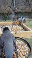 Nuthatch Scares Away Robin at Bird Feeder