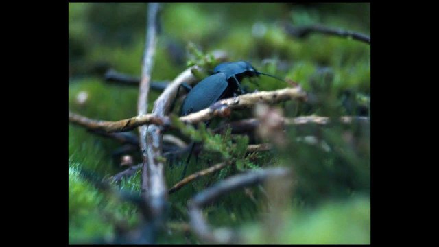 Les Hauts de Hurlevent Bande-annonce VO