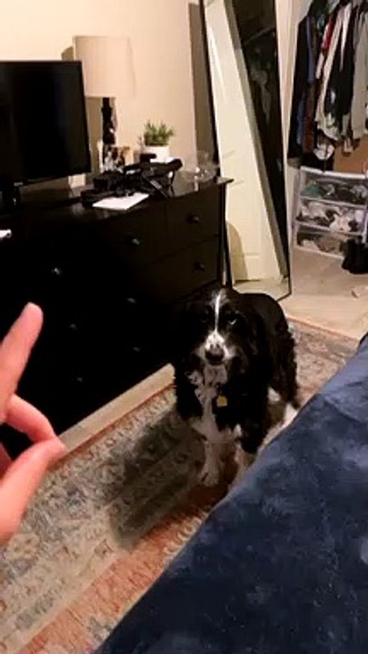 Dog Gives Big Smile