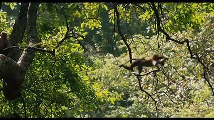 Au Royaume des Singes Bande-annonce VF