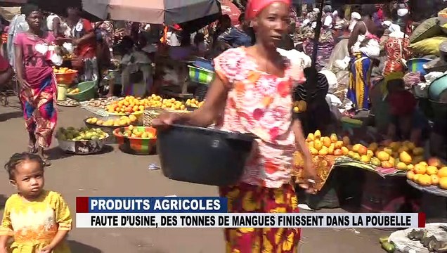 PRODUITS AGRICOLES : produits agricoles faute d'usine des tonnes de mangues finissent dans la poubelle