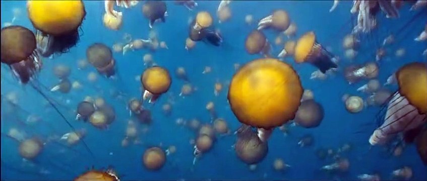 Océans Bande-annonce VF