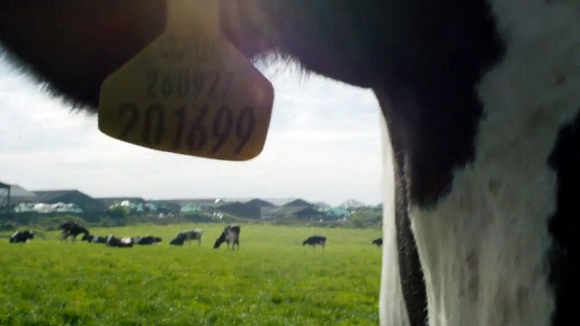 Cow EXTRAIT VO L'oeil