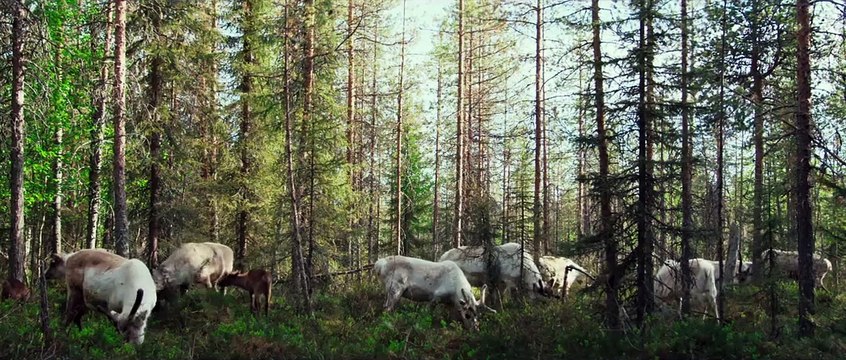 Aïlo : une odyssée en Laponie EXTRAIT VF L’intrépide
